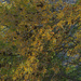 Fall leaves art by larrysphotos