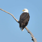 5th Oct 2022 - American Bald Eagle