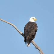 5th Oct 2022 - American Bald Eagle #2