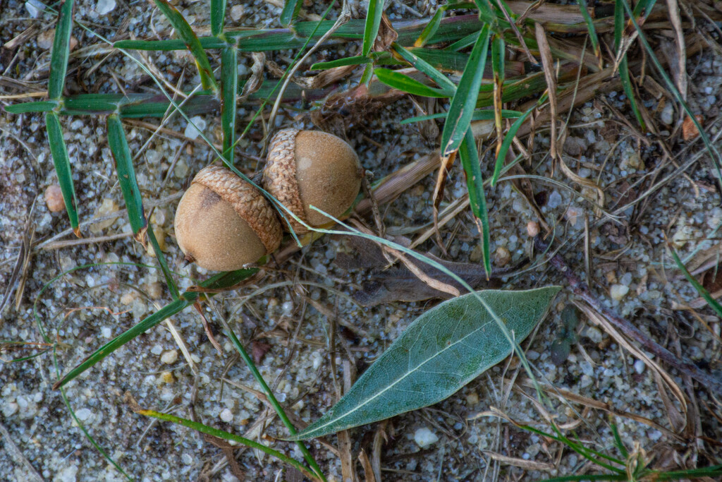 Acorns... by thewatersphotos