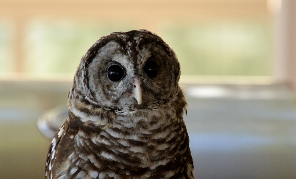 Bard Owl by kathyladley