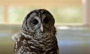 6th Oct 2022 - Bard Owl
