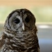 Bard Owl by kathyladley