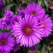 6th Oct 2022 - Aster glow