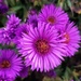 Aster glow by ljmanning