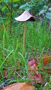 6th Oct 2022 - mushroom