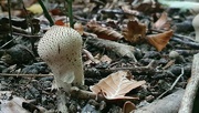 7th Oct 2022 - another mushroom