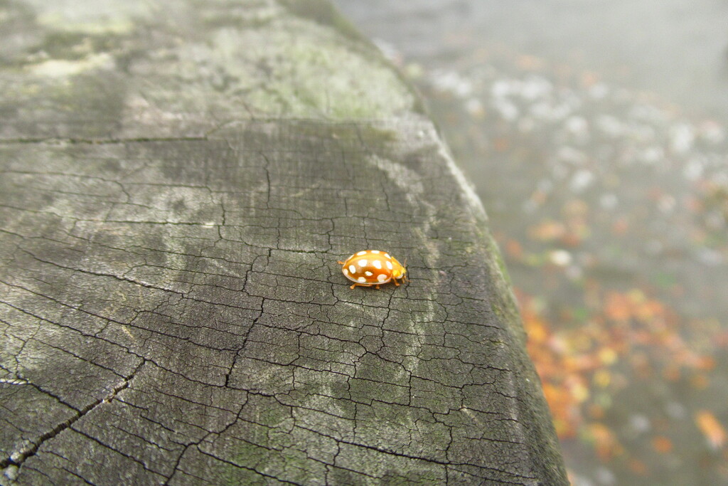yellow ladybird by anniesue