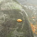 yellow ladybird by anniesue