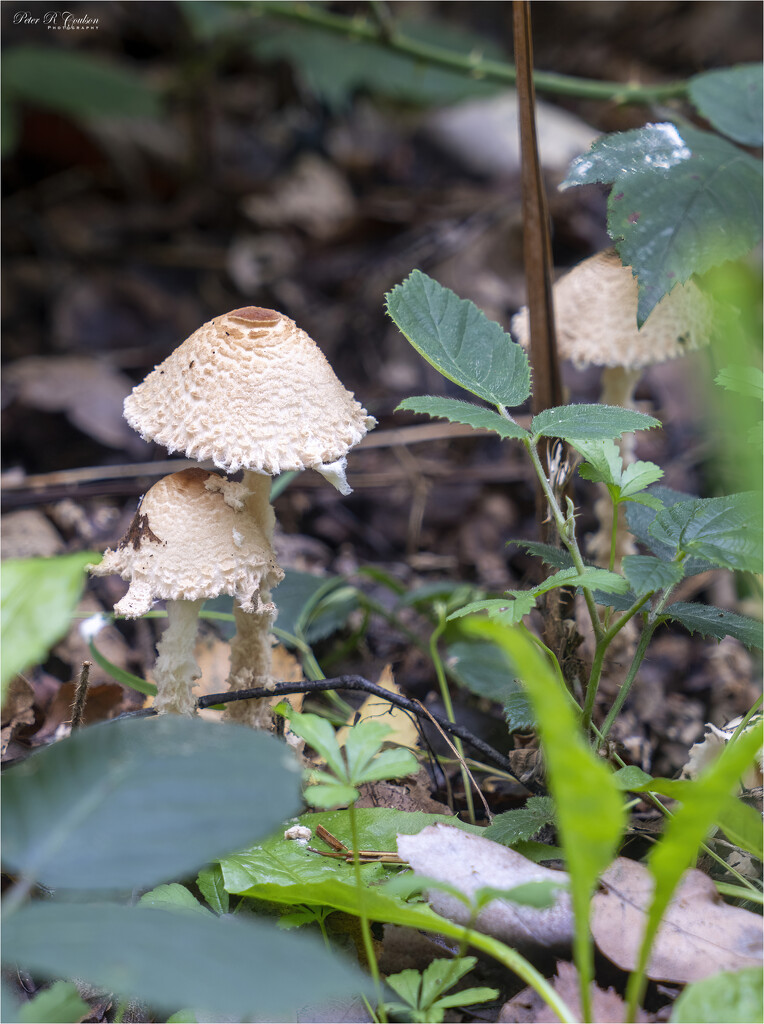 Shaggy Parasol by pcoulson