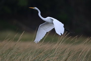 2nd Oct 2022 - Great egret