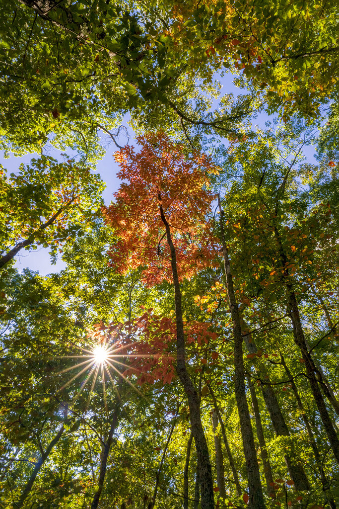 Autumn Treescape #2 by kvphoto