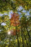 7th Oct 2022 - Autumn Treescape #2