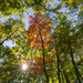 Autumn Treescape #2 by kvphoto