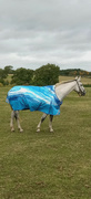 7th Oct 2022 - Equine chic