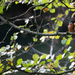 Hartsholme Kingfisher by phil_sandford