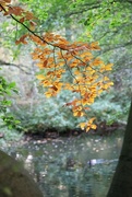 5th Oct 2022 - Backlit Autumnal Leaves