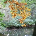 Backlit Autumnal Leaves by phil_sandford