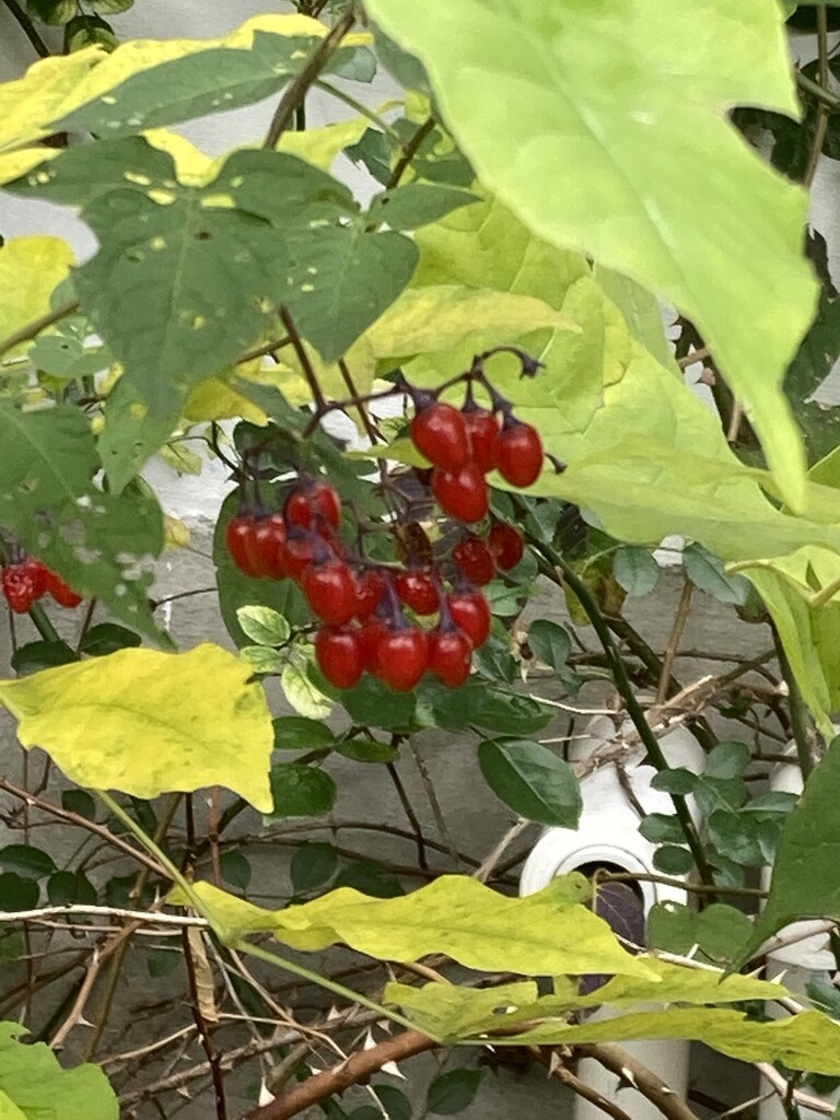 Berries  by spanishliz