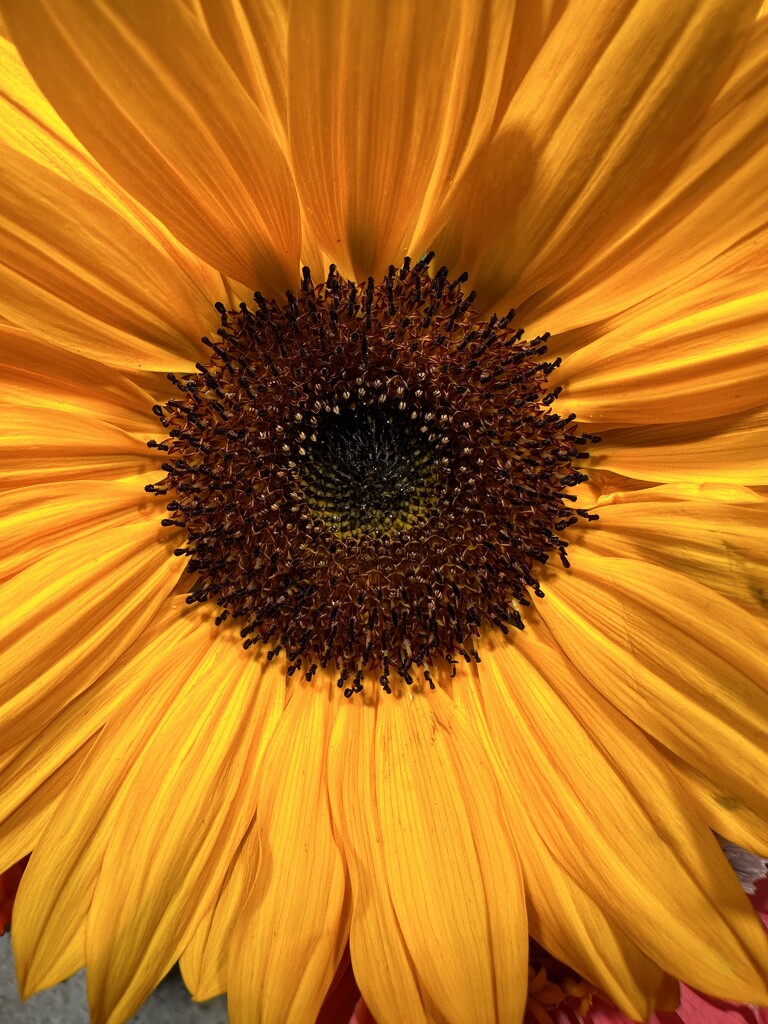 Sunflower by shutterbug49