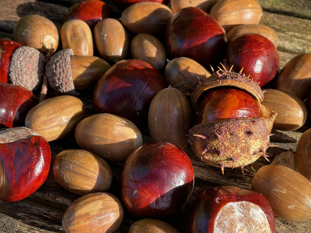 Conkers and Acorns by 365projectmaxine