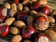 7th Oct 2022 - Conkers and Acorns