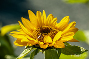 7th Oct 2022 - Sunflower