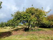 6th Oct 2022 - Old apple tree in Magor and Undy Community Orchard 