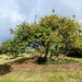 Old apple tree in Magor and Undy Community Orchard  by samcat