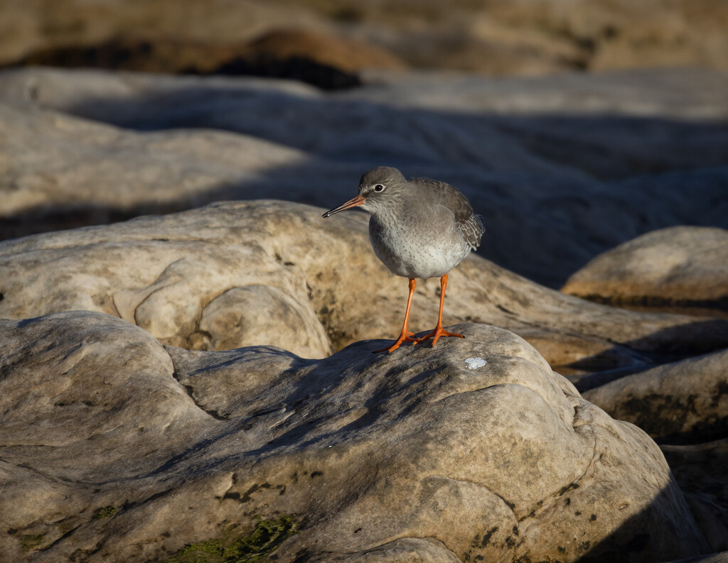 Redshank on the rocks. by billdavidson
