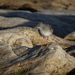 Redshank on the rocks. by billdavidson
