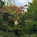 Autumn colours in the local park by 365jgh