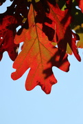 7th Oct 2022 - White Oak in Red