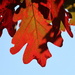 White Oak in Red by 365projectorgheatherb