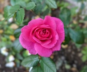 5th Oct 2022 - A late rose....