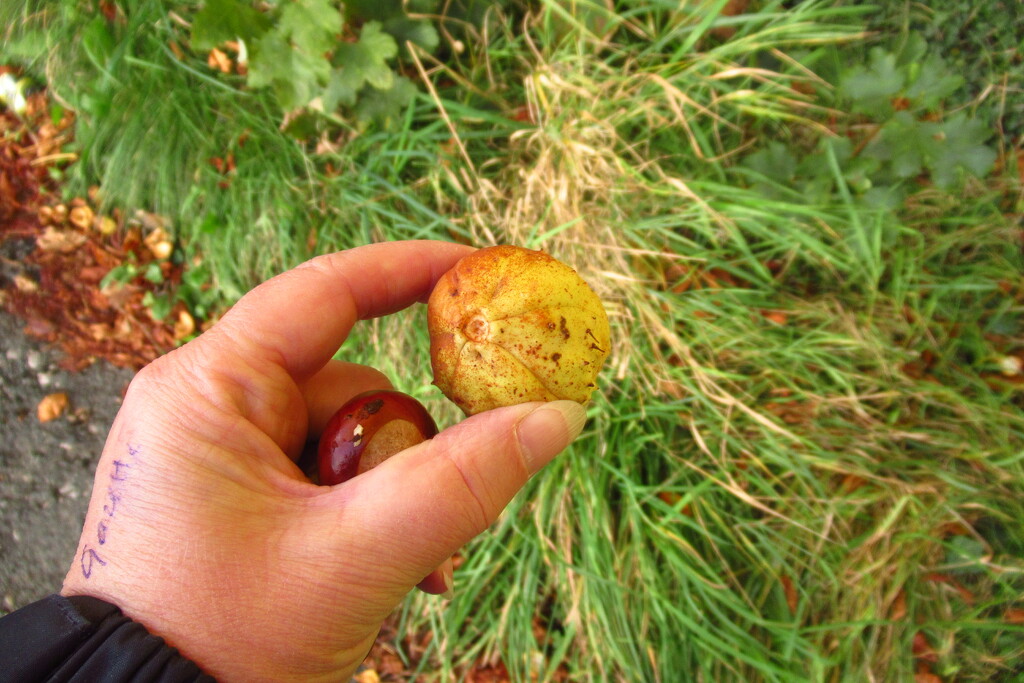 gathering conkers by anniesue