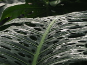 4th Sep 2022 - Tropical leaf with waterdrops
