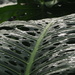 Tropical leaf with waterdrops by thedarkroom
