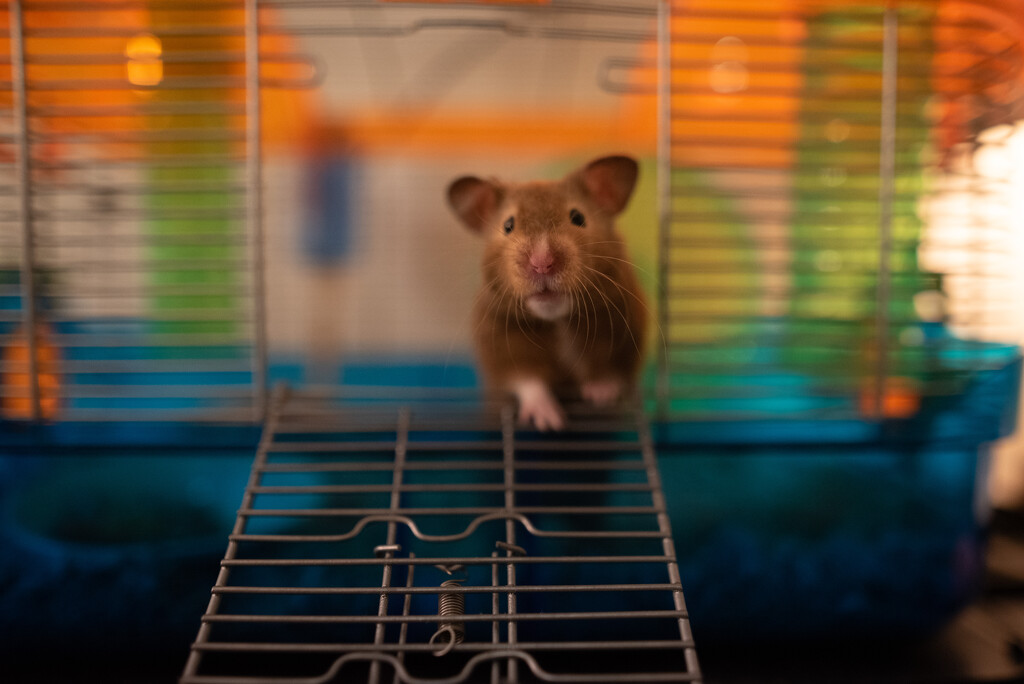 Hamster Time by mistyhammond