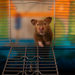 Hamster Time by mistyhammond