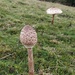 Parasol mushrooms by roachling