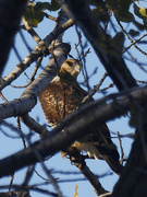 7th Oct 2022 - red-tailed hawk 
