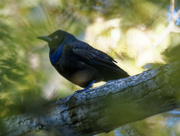 7th Oct 2022 - common grackle 