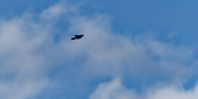 7th Oct 2022 - common grackle in flight 