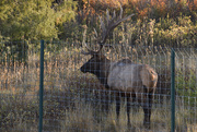 7th Oct 2022 - Bull Elk