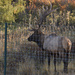 Bull Elk by bjywamer