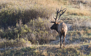 7th Oct 2022 - Bull Elk #2