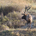 Bull Elk #2 by bjywamer
