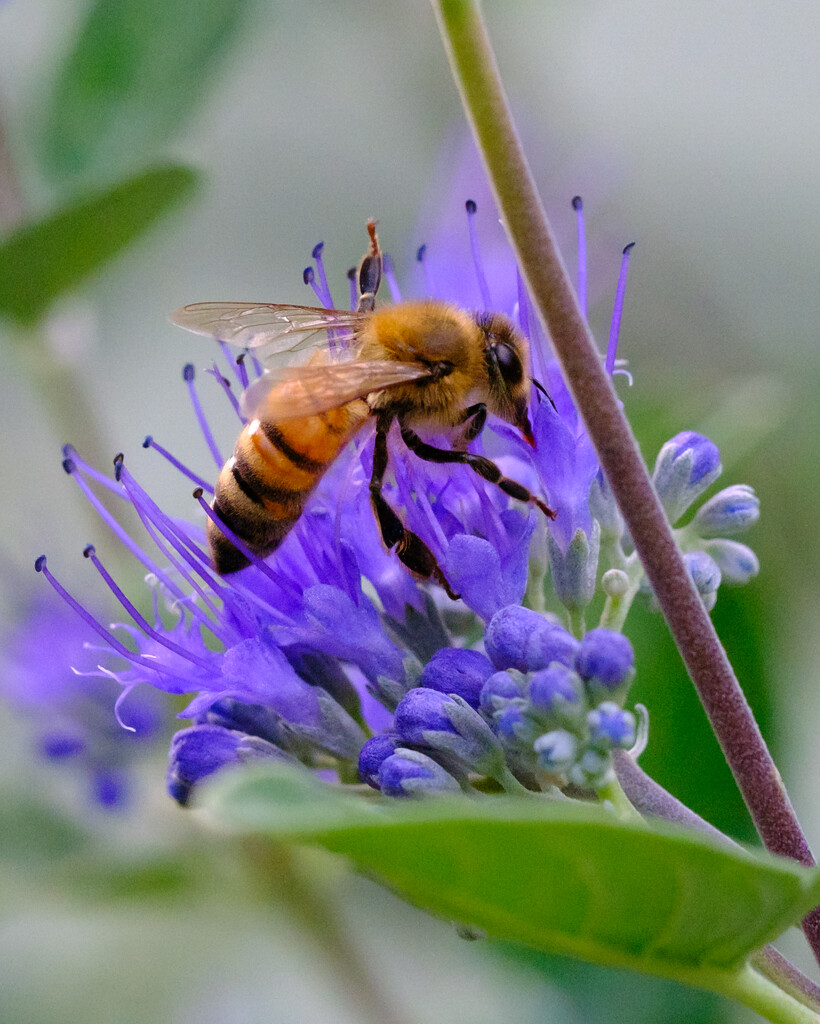 Honeybee Sucker by johnmaguire