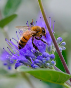 6th Oct 2022 - Honeybee Sucker